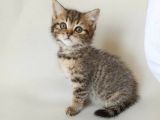 British Sorthair Brown Tabby