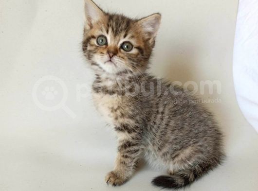 British Sorthair Brown Tabby görsel