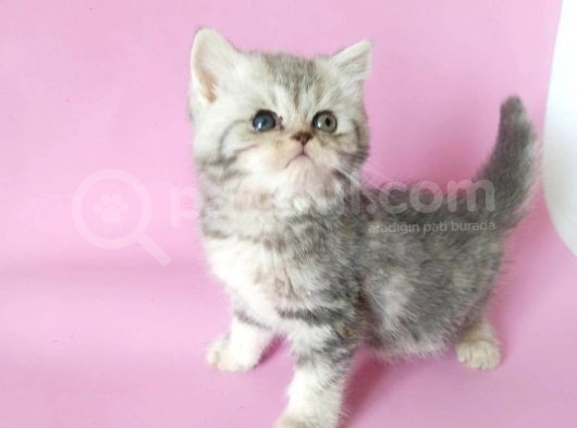 British Sorthair Silver Tabby görsel