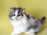 Persian Iran Dollface Bicolor