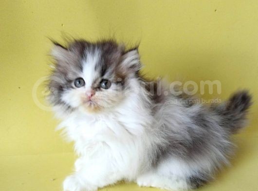 Persian Iran Dollface Bicolor görsel
