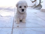 MALTESSE TERRİER  