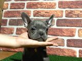 Minik blue french bulldog korsanlar
