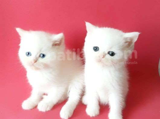 British Sorthair White -Rezerve Açık görsel