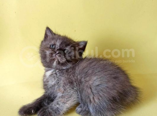 British Sorthair Tortie  -Rezerve Açık görsel