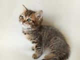 British Sorthair Brown Tabby