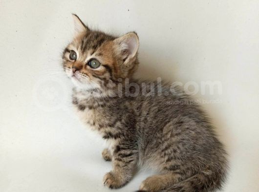 British Sorthair Brown Tabby görsel