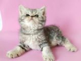 British Sorthair Silver Tabby