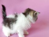 British Sorthair Bicolor Tabby