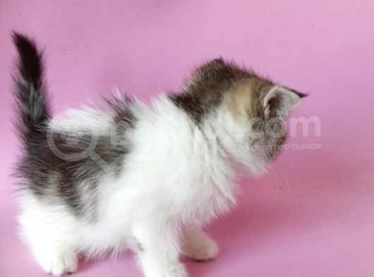 British Sorthair Bicolor Tabby görsel