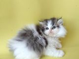 Persian Iran Dollface Bicolor