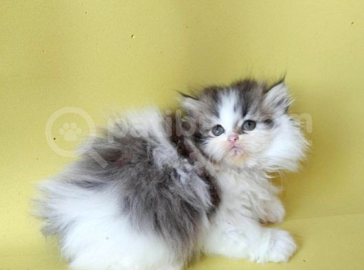 Persian Iran Dollface Bicolor görsel