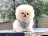 Show Kalite Pomeranian Boo Yavrular