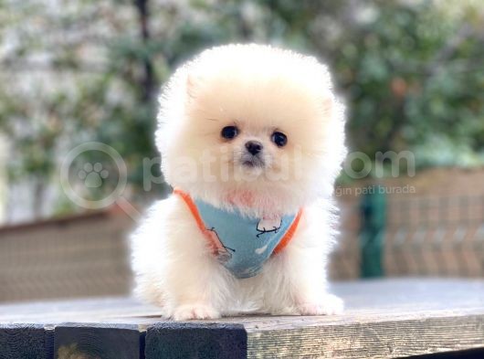 Show Kalite Pomeranian Boo Yavrular görsel