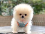 Show Kalite Pomeranian Boo Yavrular