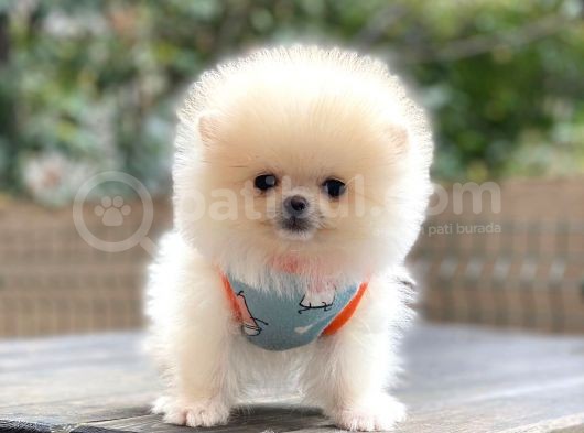 Show Kalite Pomeranian Boo Yavrular görsel