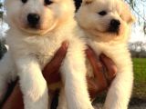 Irk Ve Sağlık Garantili Samoyed Yavrularımız