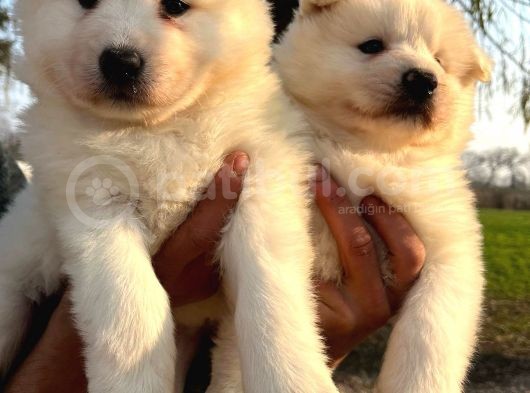Irk Ve Sağlık Garantili Samoyed Yavrularımız görsel