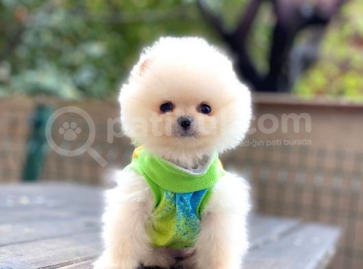Show Kalite Pomeranian Boo Yavrular görsel