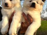 Irk Ve Sağlık Garantili Samoyed Yavrularımız