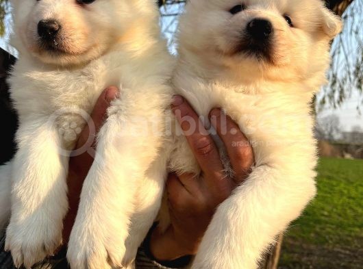 Irk Ve Sağlık Garantili Samoyed Yavrularımız görsel