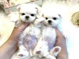 teacup maltese terrier bebekler