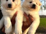 Irk Ve Sağlık Garantili Samoyed Yavrularımız