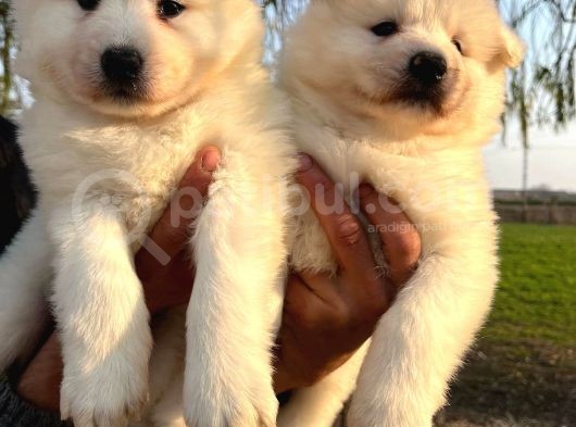 Irk Ve Sağlık Garantili Samoyed Yavrularımız görsel