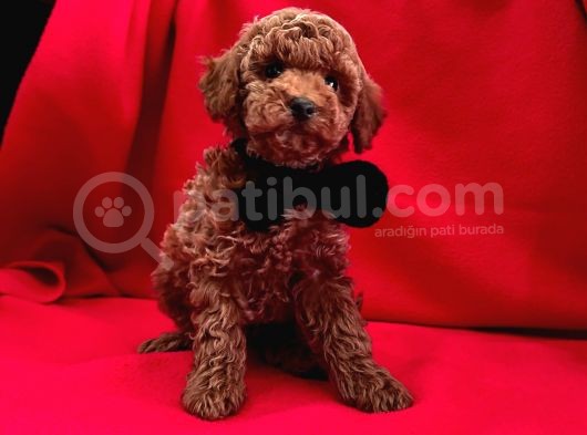 Kıvır Kıvır  Poodle Yavrular görsel
