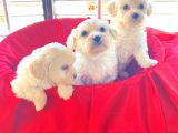Mini Boy Maltese Terrier Bebekler
