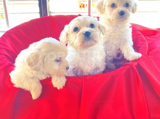 Mini Boy Maltese Terrier Bebekler görsel