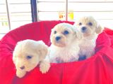 Mini Boy Maltese Terrier Bebekler