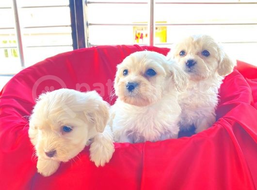 Mini Boy Maltese Terrier Bebekler görsel