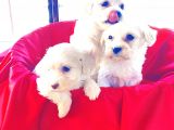 mini boy maltese terrier bebekler