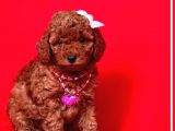 Ballı Lokman Tatlısı Poodle