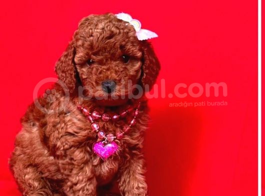Ballı Lokman Tatlısı Poodle görsel