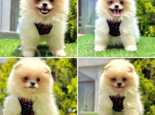 Pofutuk Pomeranian