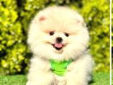 Aşkların En Güzeli Pomeranian Yavrular