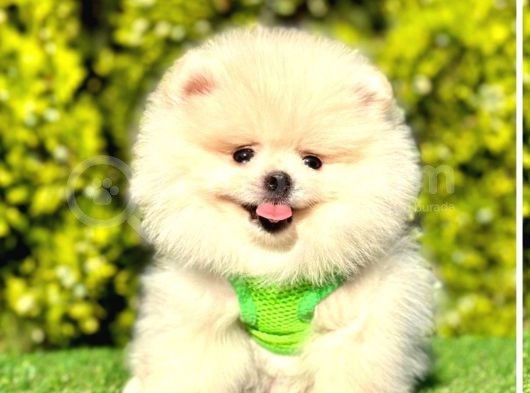 Aşkların En Güzeli Pomeranian Yavrular görsel