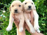 Golden Bebekler