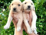 Golden Bebekler