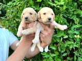 Golden Bebekler