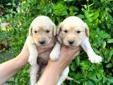 Golden Bebekler