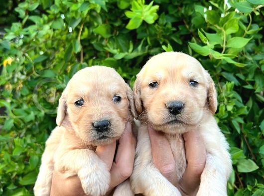 Golden Bebekler