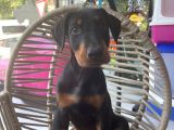 Daha Iyisi Yok Doberman