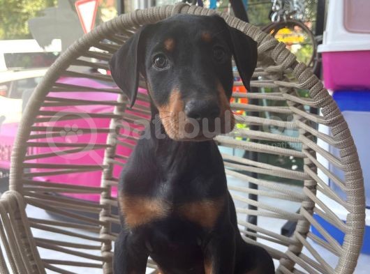 Daha Iyisi Yok Doberman görsel