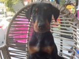 Daha iyisi Yok doberman