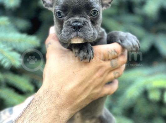 Süper Anatomi Blue French Yavrular görsel