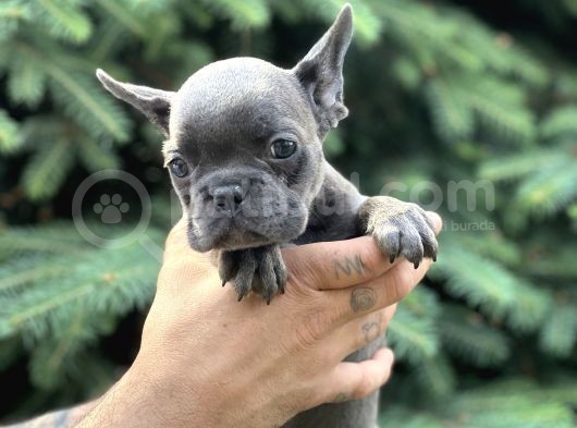Süper Anatomi Blue French Yavrular görsel