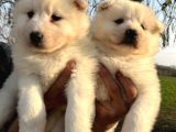 Irk ve sağlık Garantili Samoyed yavrularımız